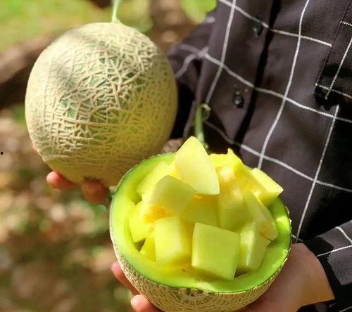 娱乐吃瓜的瓜哪里来的