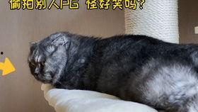 娱乐圈吃瓜猫,揭秘吃瓜猫背后的娱乐真相
